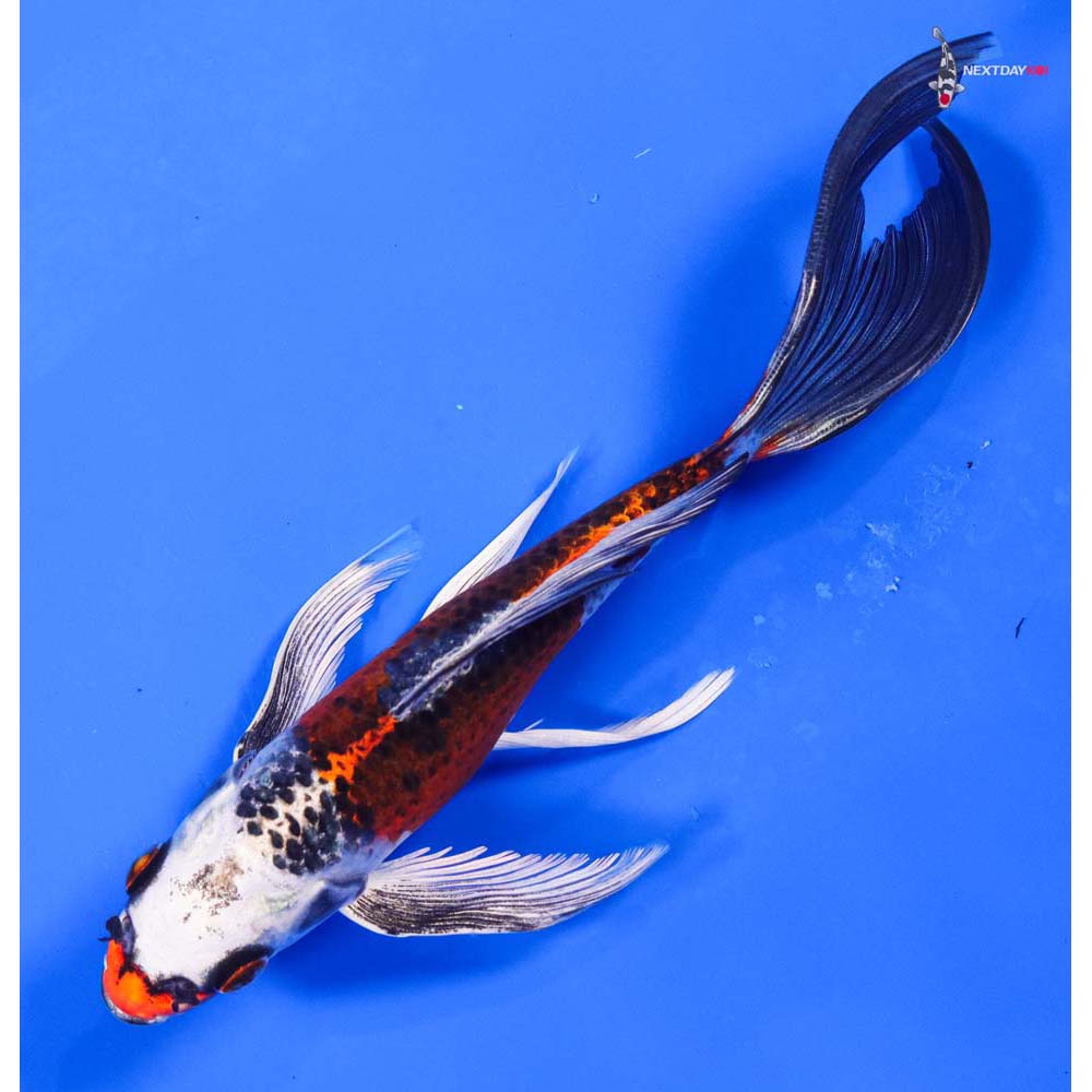 7” Imported Kujaku Butterfly Koi