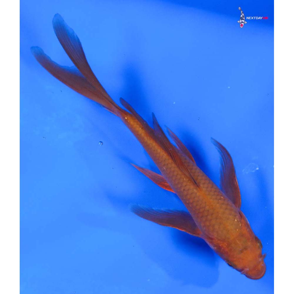 7” Imported Chagoi Butterfly Koi