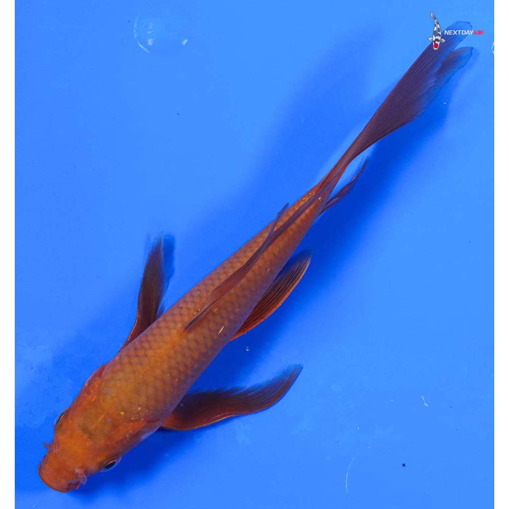 7” Imported Chagoi Butterfly Koi