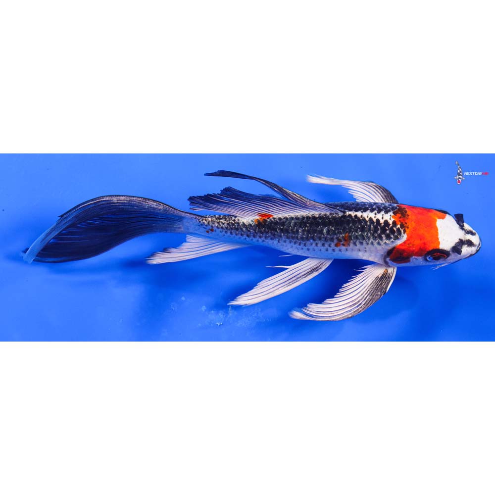 7.5” Imported Kujaku Butterfly Koi