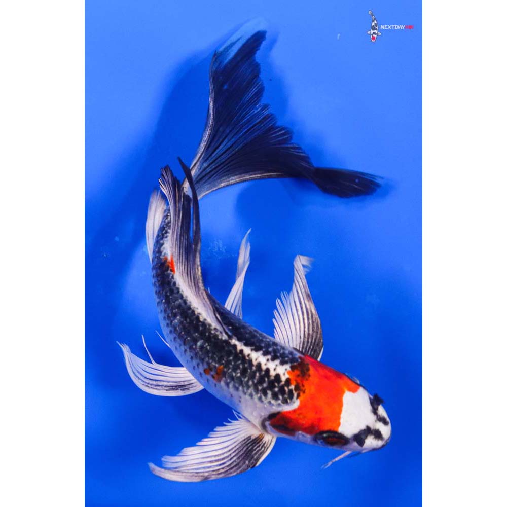 7.5” Imported Kujaku Butterfly Koi