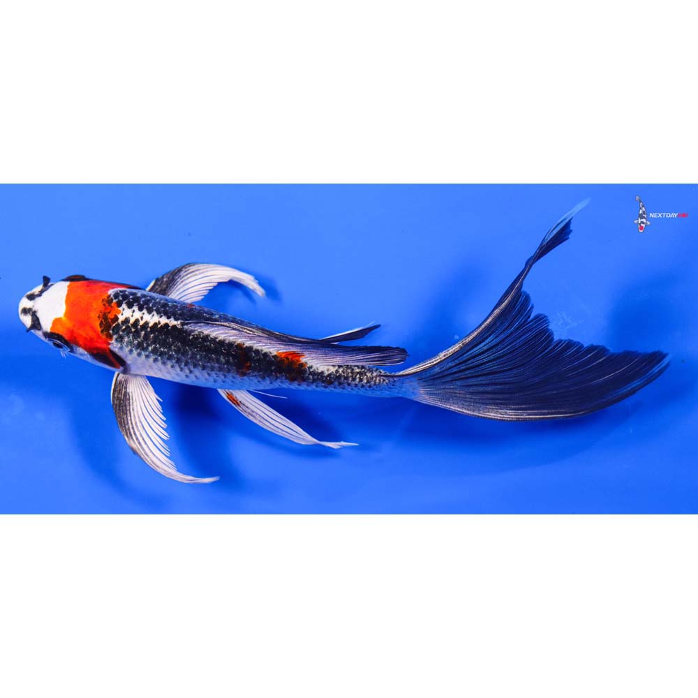 7.5” Imported Kujaku Butterfly Koi