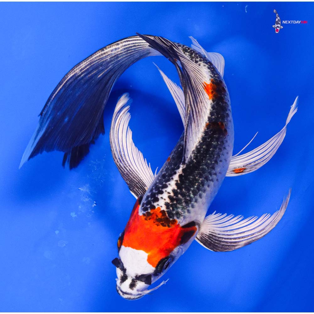 7.5” Imported Kujaku Butterfly Koi