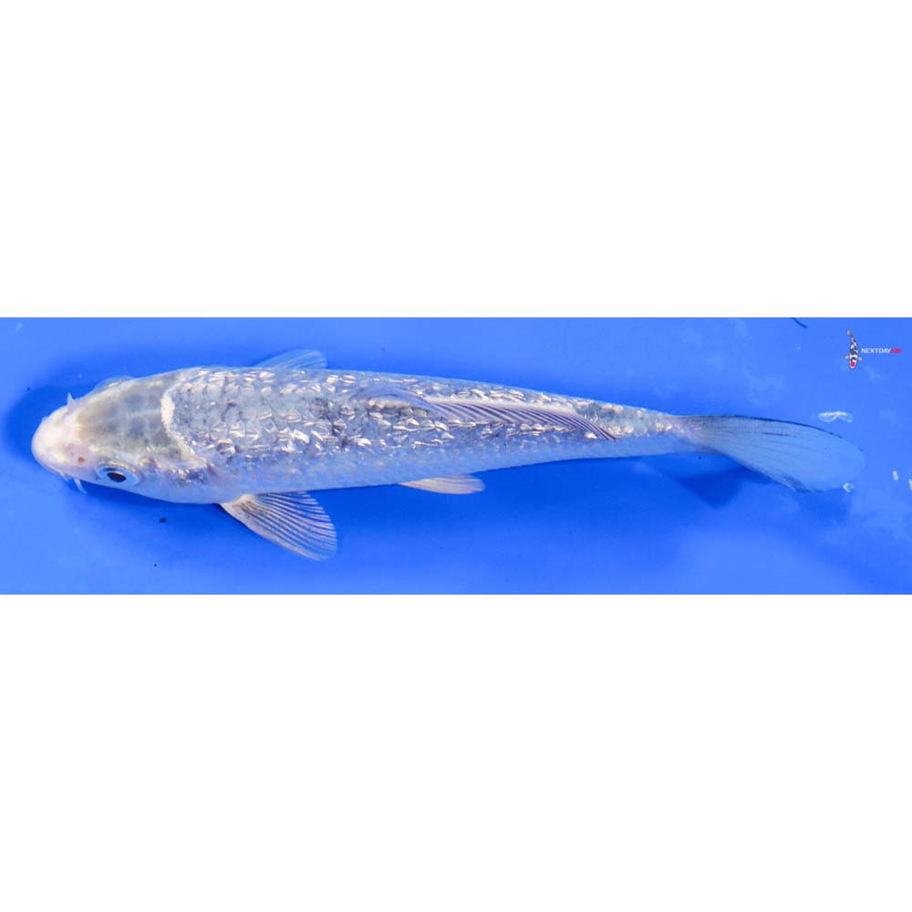 6” Imported Gin Rin Gin Matsuba