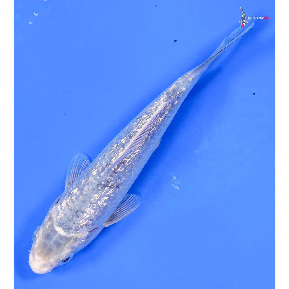 6” Imported Gin Rin Gin Matsuba