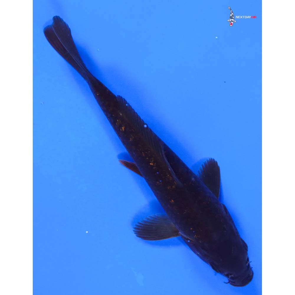 6” Imported Chagoi