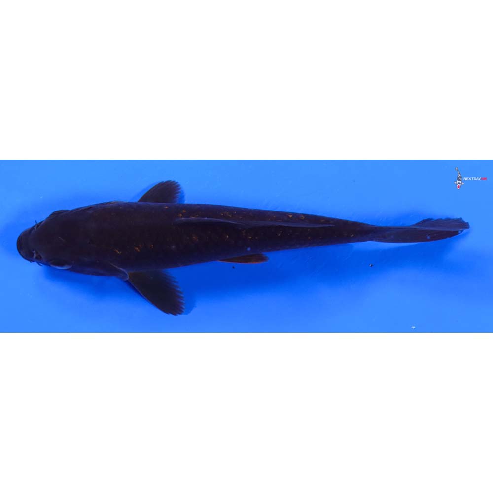 6” Imported Chagoi