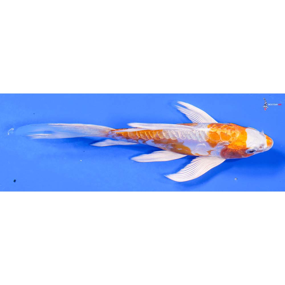 6.5” Imported Kikusui Butterfly Koi