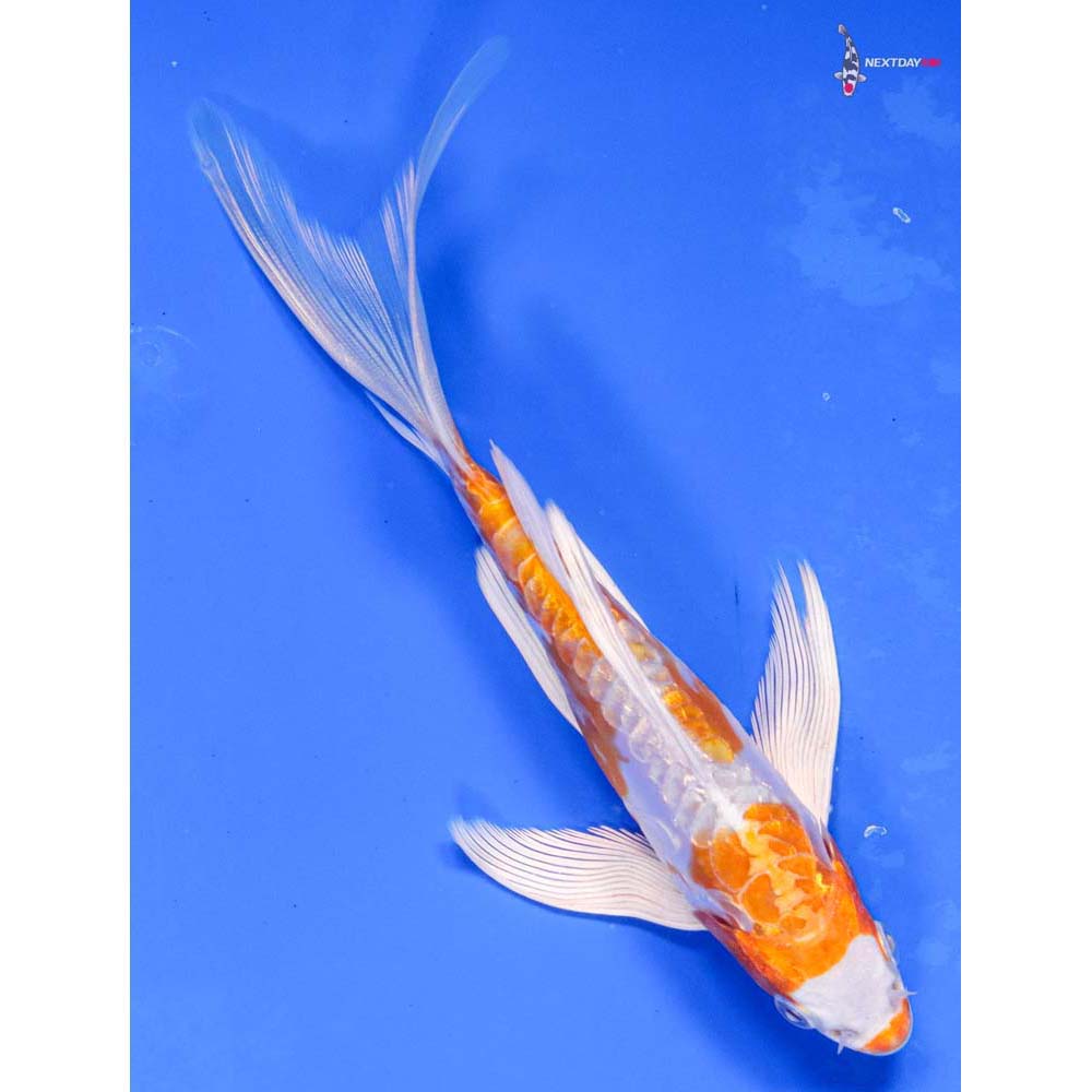 6.5” Imported Kikusui Butterfly Koi