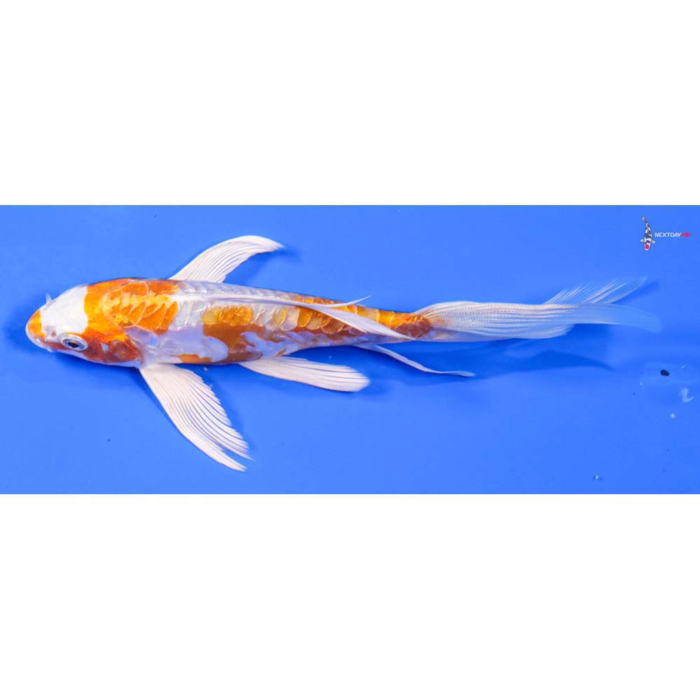 6.5” Imported Kikusui Butterfly Koi