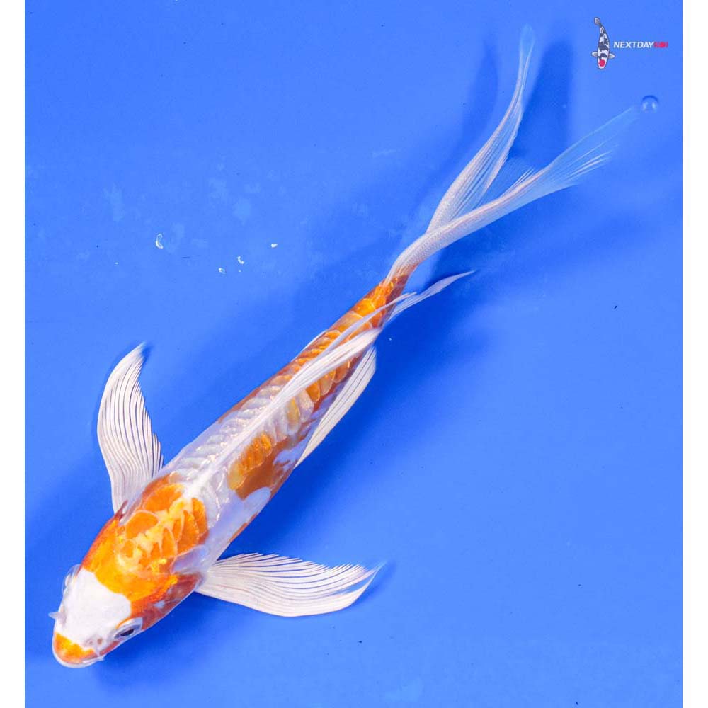 6.5” Imported Kikusui Butterfly Koi