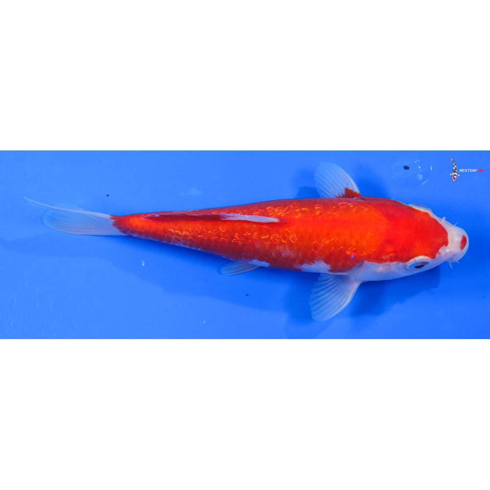 7” Imported Gin Rin Kohaku