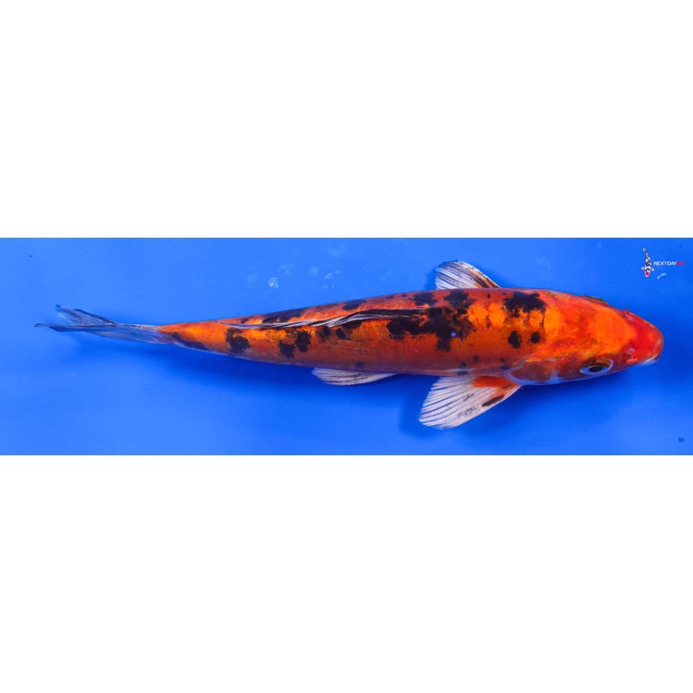 7.5” Imported Heisei Nishiki