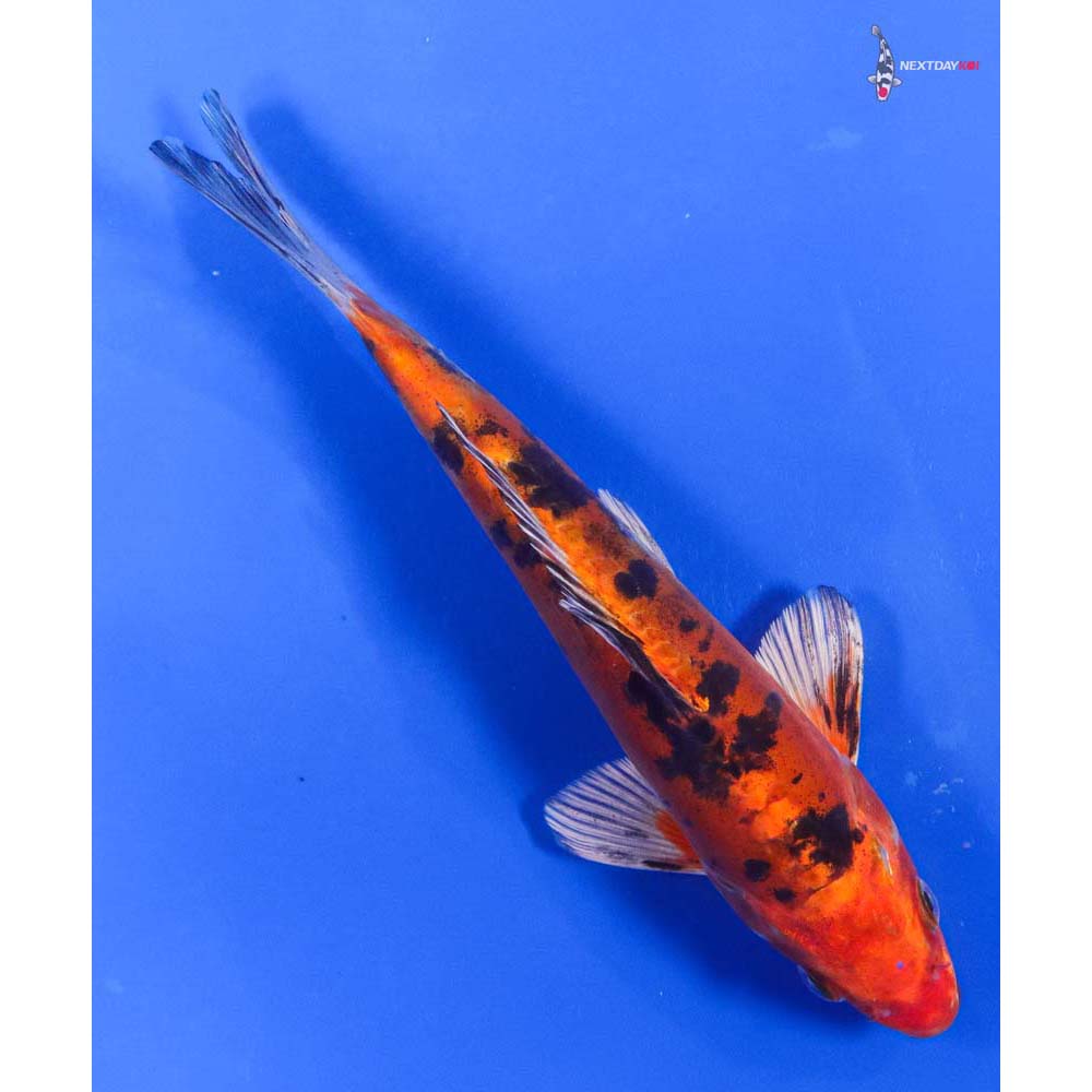 7.5” Imported Heisei Nishiki