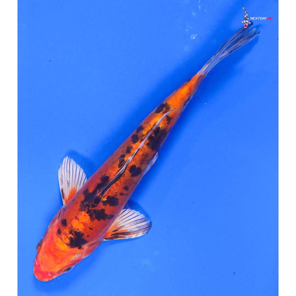 7.5” Imported Heisei Nishiki