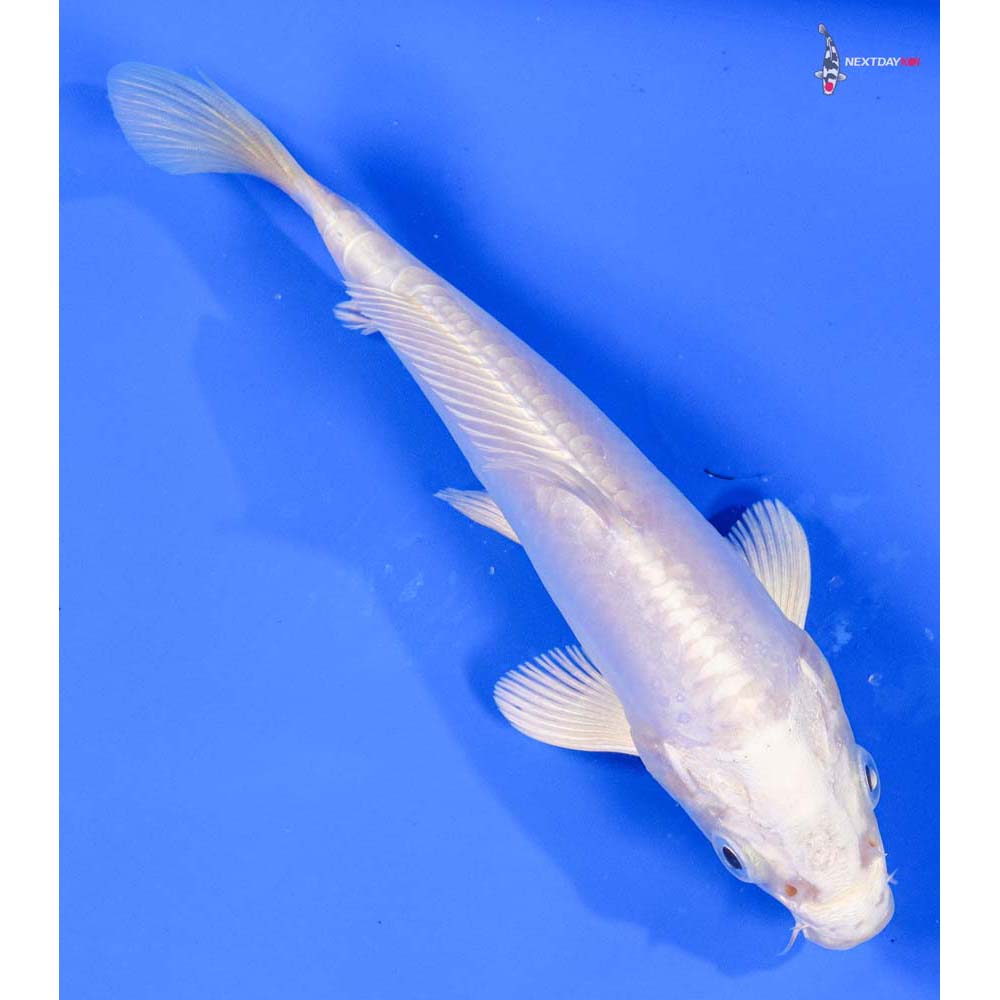 6” Imported Doitsu Platinum Ogon