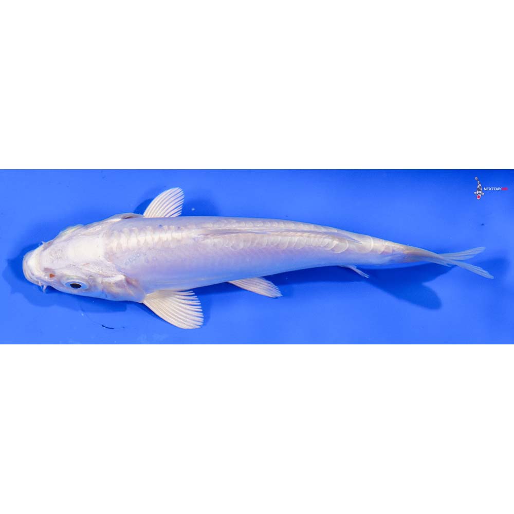 6” Imported Doitsu Platinum Ogon