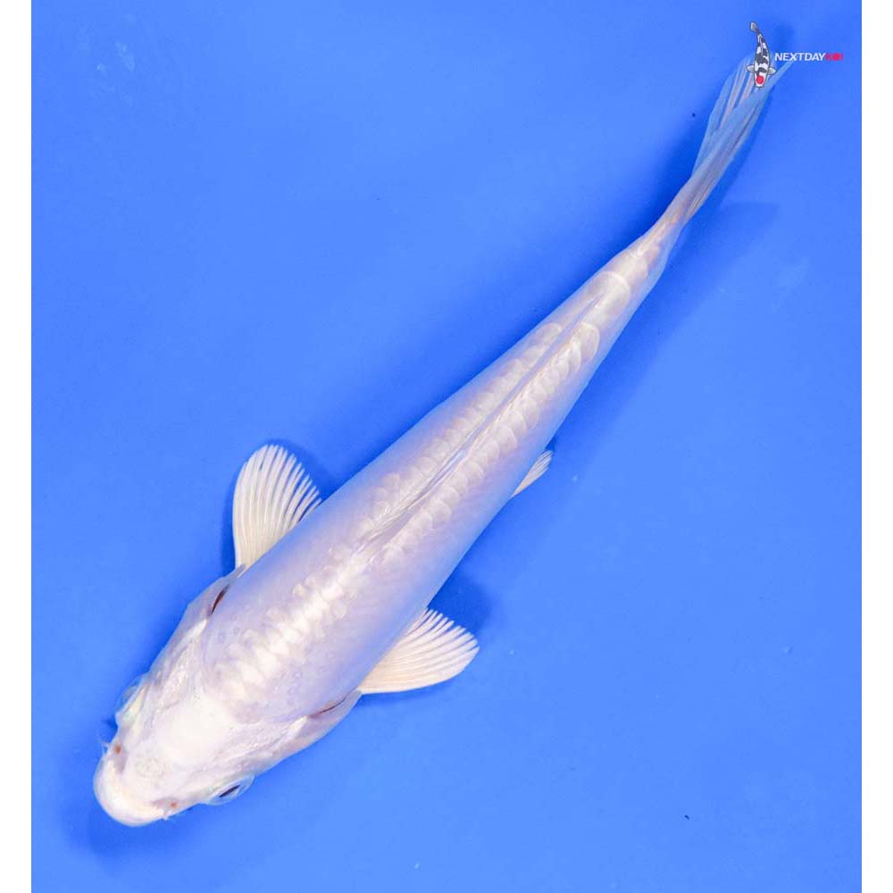 6” Imported Doitsu Platinum Ogon