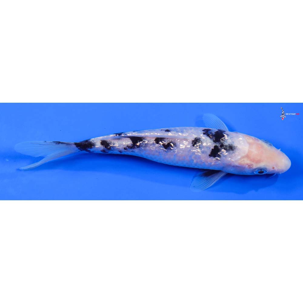 6.5” Imported Gin Rin Shiro Bekko