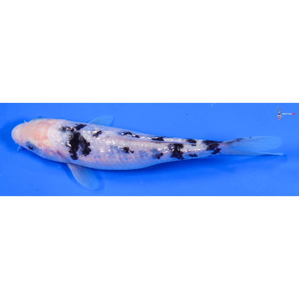 6.5” Imported Gin Rin Shiro Bekko