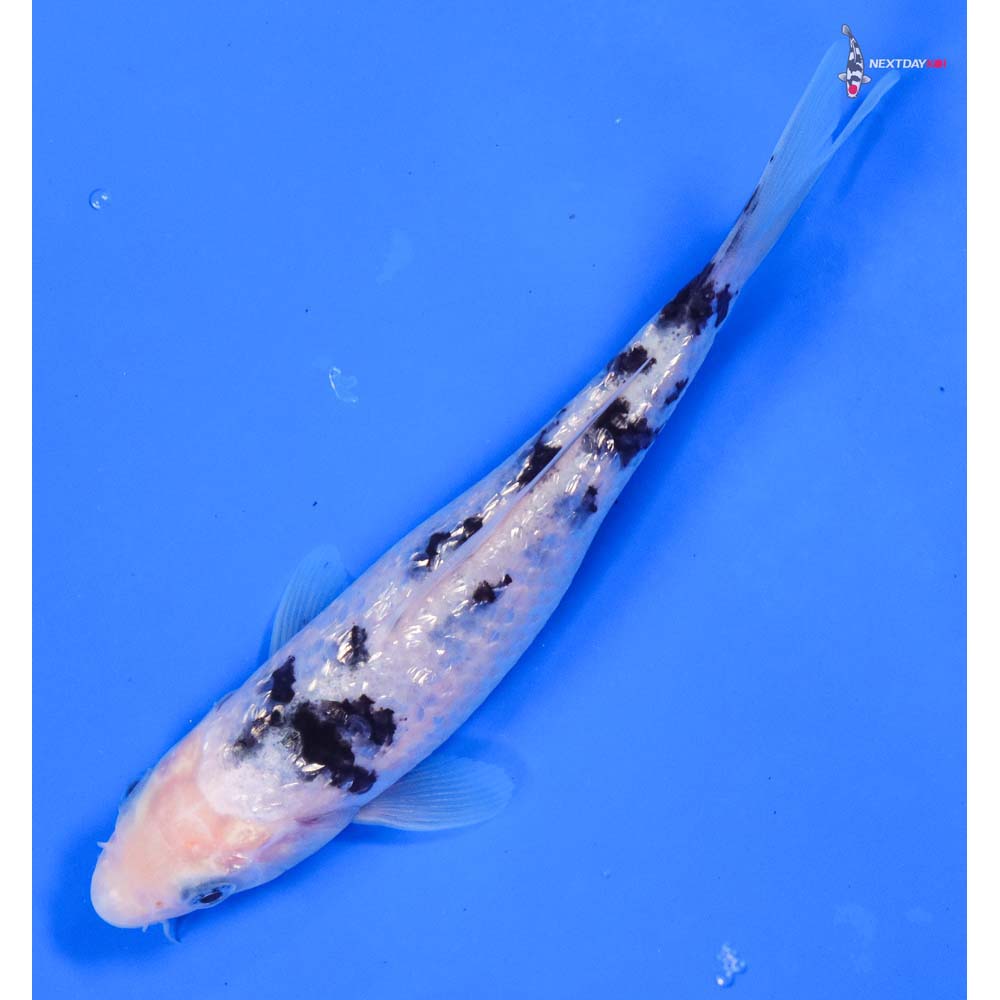 6.5” Imported Gin Rin Shiro Bekko