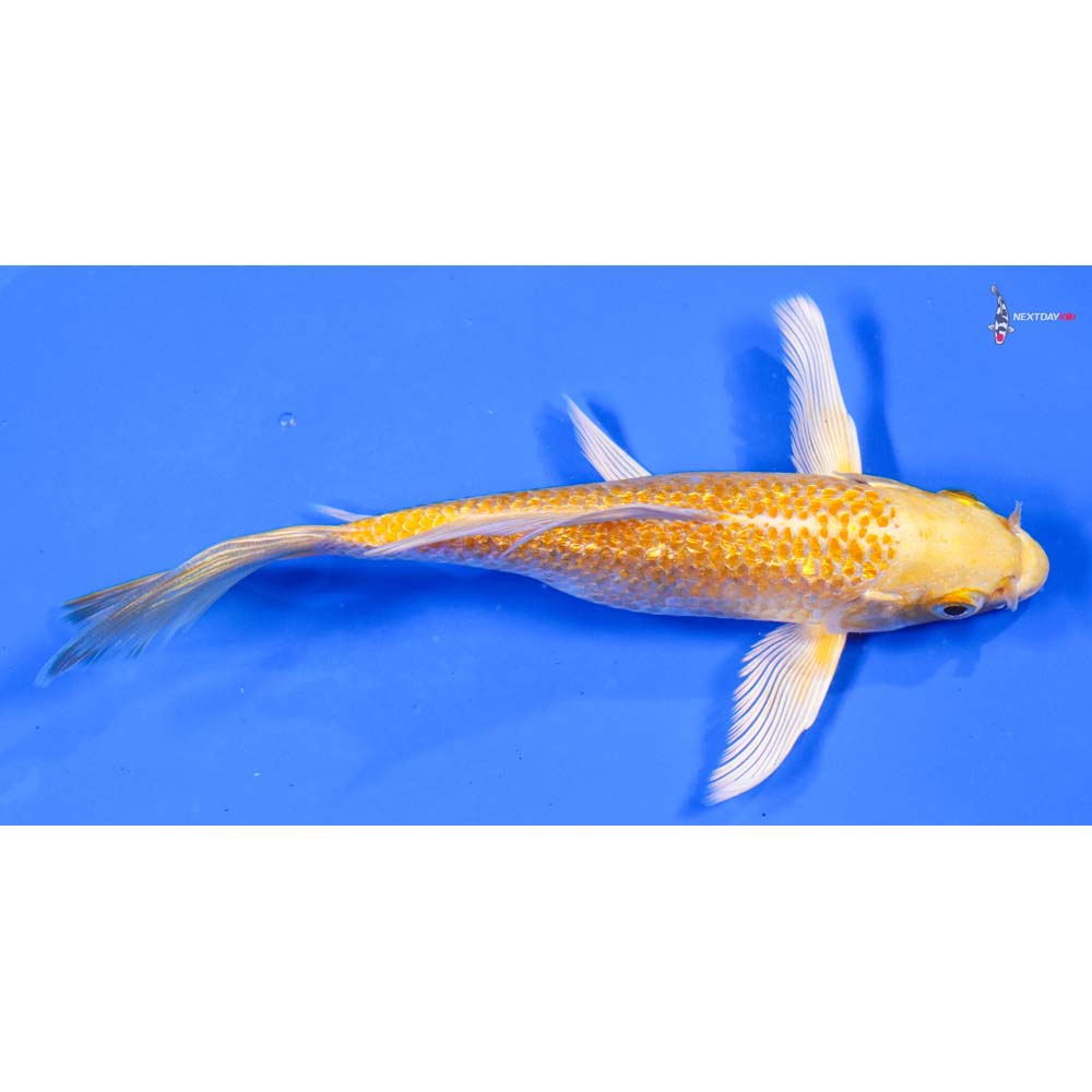 6” Imported Gin Rin Lemon Hariwake Butterfly Koi