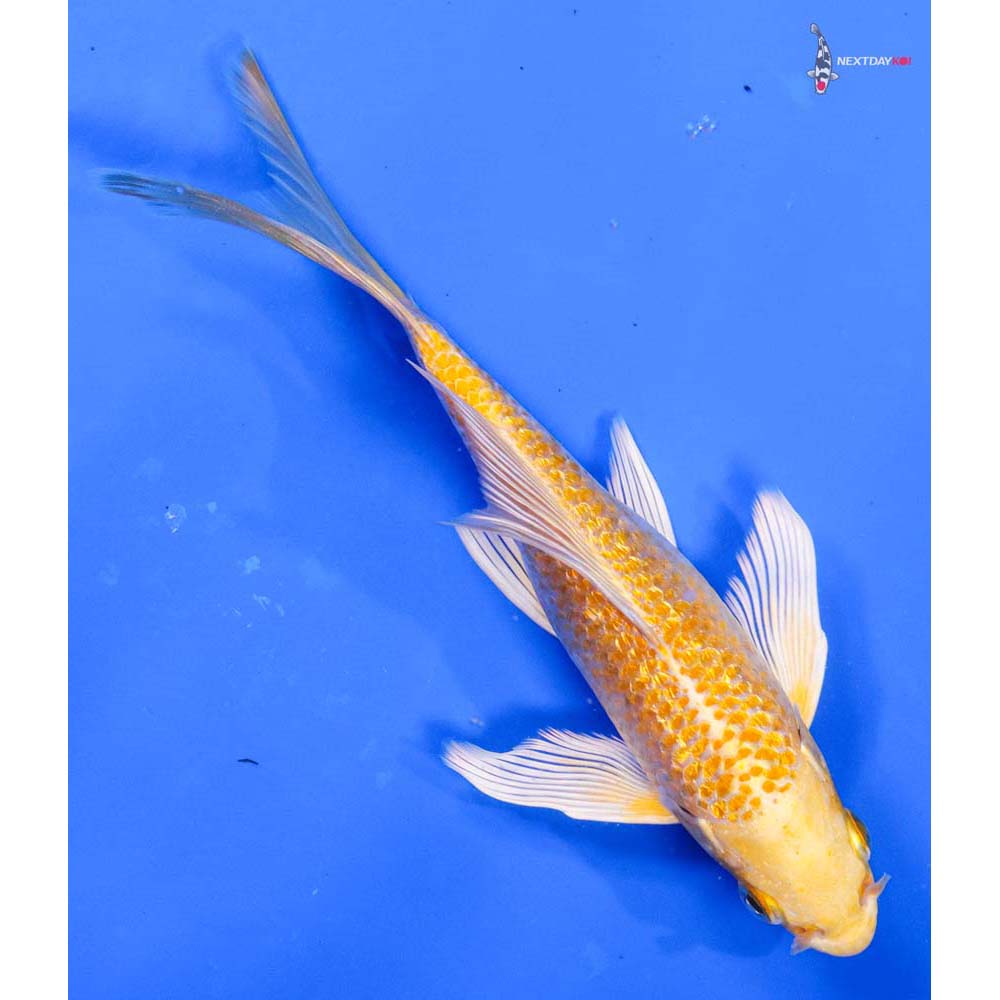 6” Imported Gin Rin Lemon Hariwake Butterfly Koi