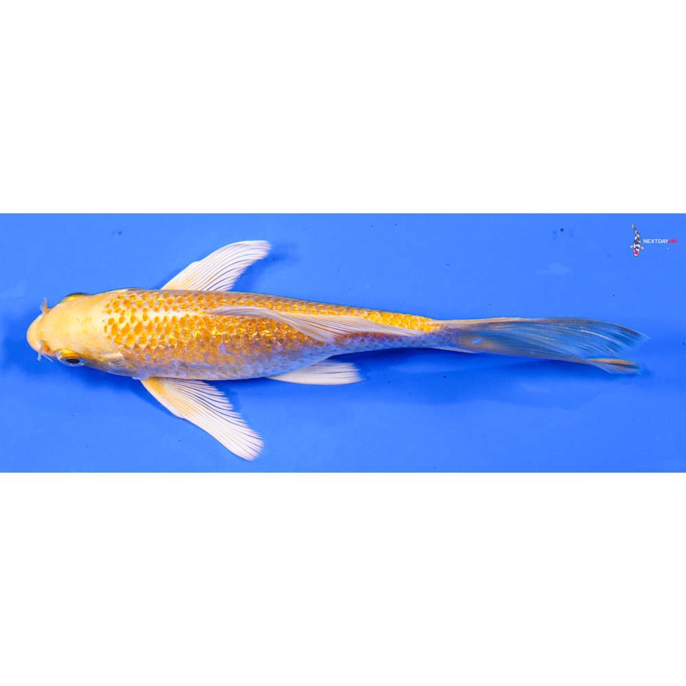 6” Imported Gin Rin Lemon Hariwake Butterfly Koi