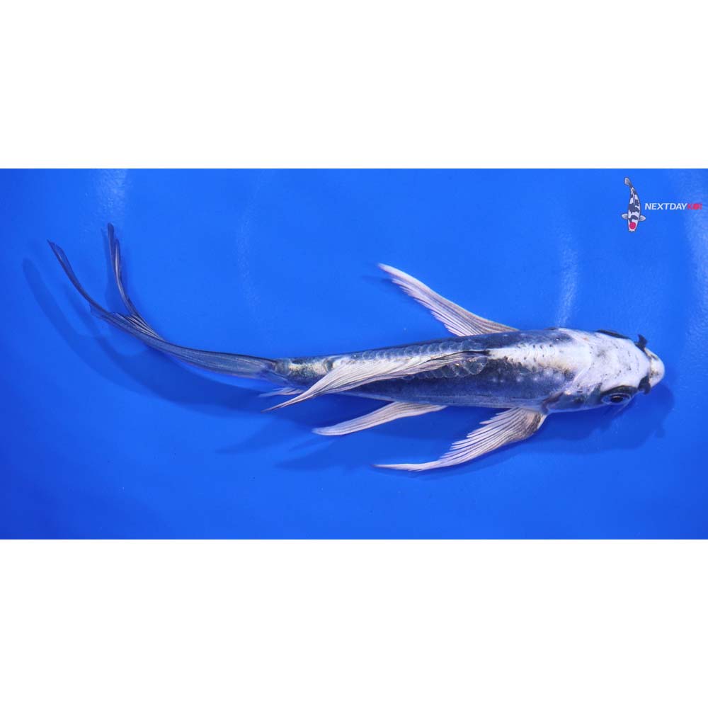 6” Imported Kikokuryu Butterfly Koi