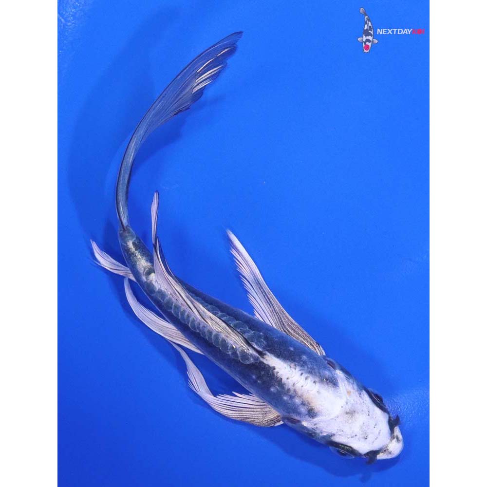 6” Imported Kikokuryu Butterfly Koi