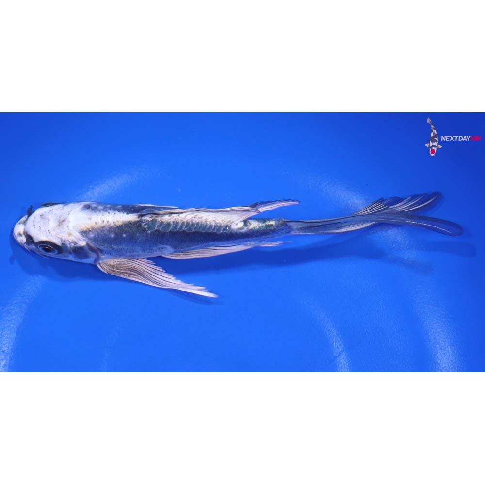 6” Imported Kikokuryu Butterfly Koi