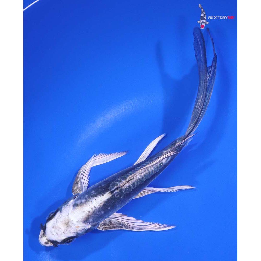 6” Imported Kikokuryu Butterfly Koi