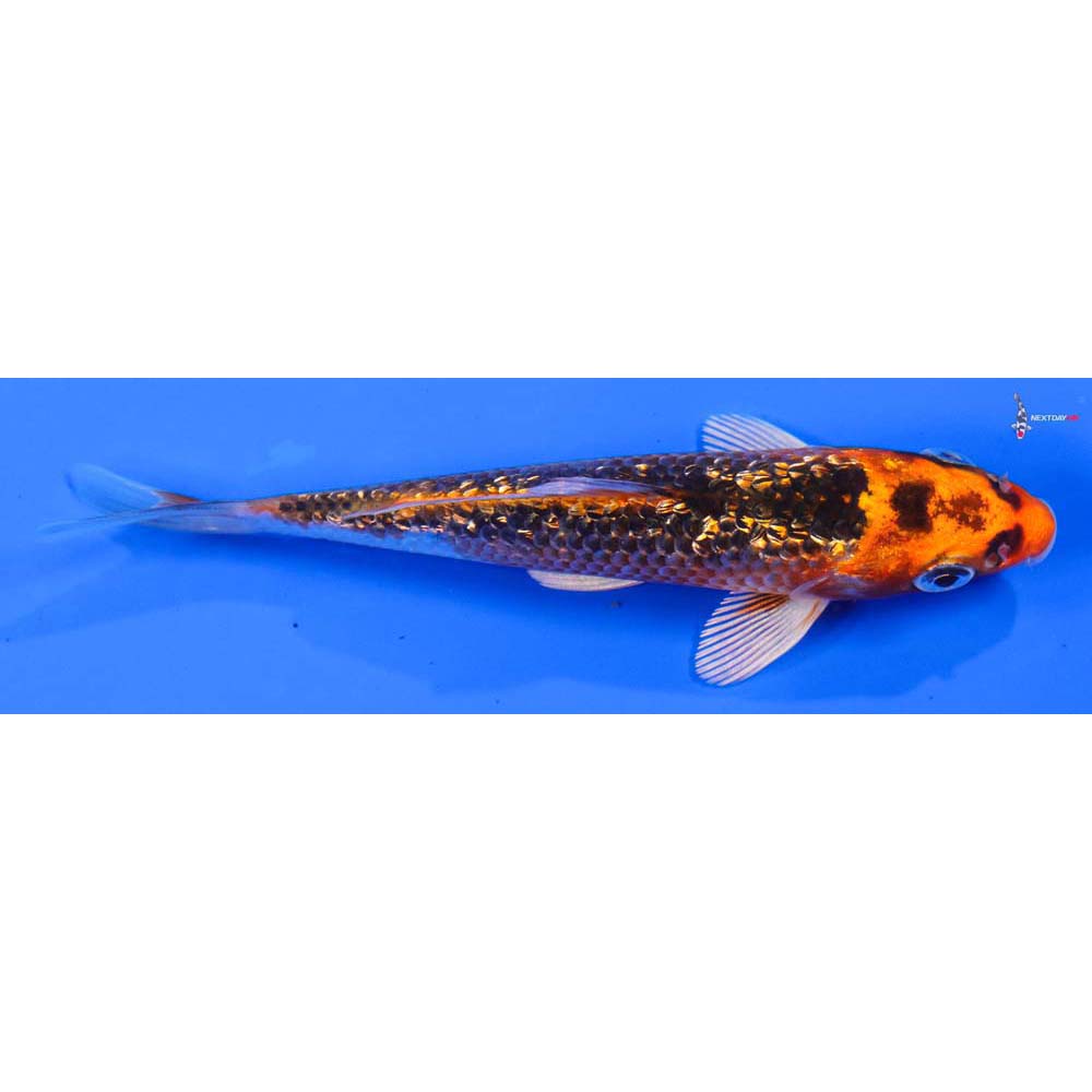 5” Imported Gin Rin Orenji Matsuba