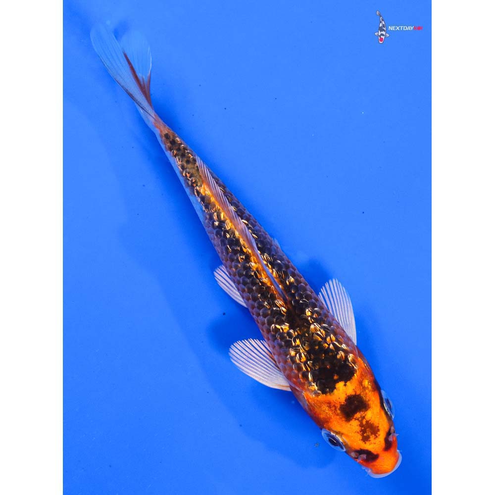 5” Imported Gin Rin Orenji Matsuba