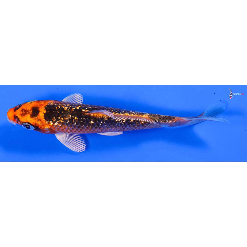 5” Imported Gin Rin Orenji Matsuba