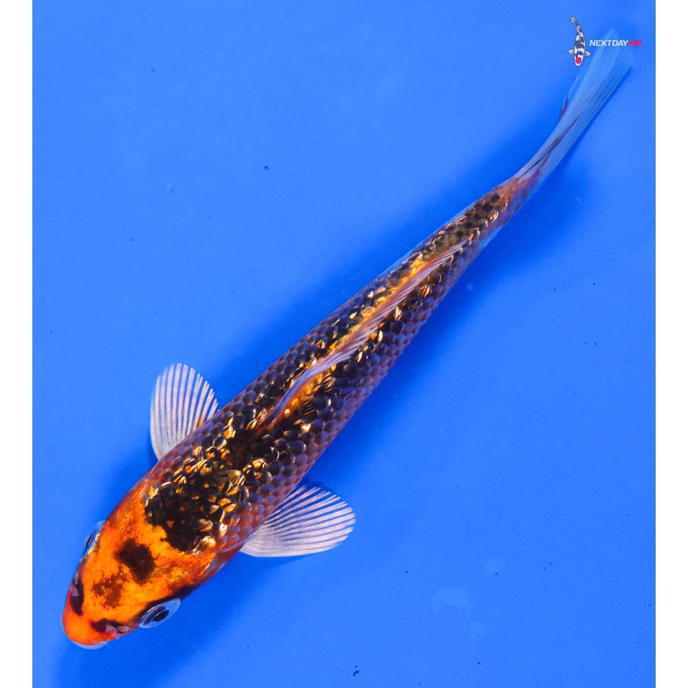 5” Imported Gin Rin Orenji Matsuba