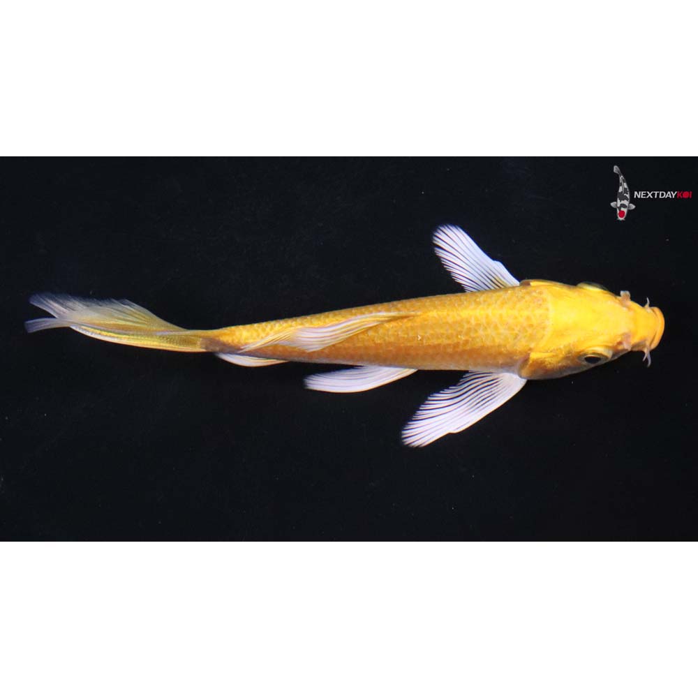 4.5” Imported Yamabuki Ogon Butterfly Koi