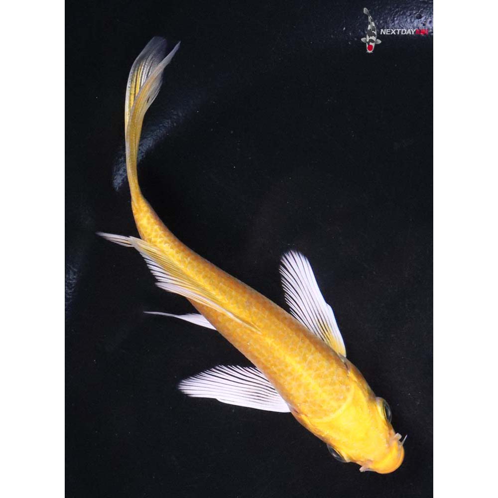 4.5” Imported Yamabuki Ogon Butterfly Koi