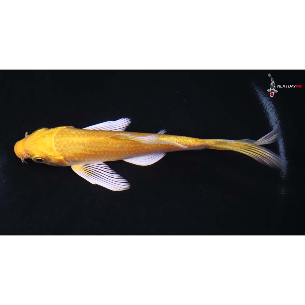 4.5” Imported Yamabuki Ogon Butterfly Koi