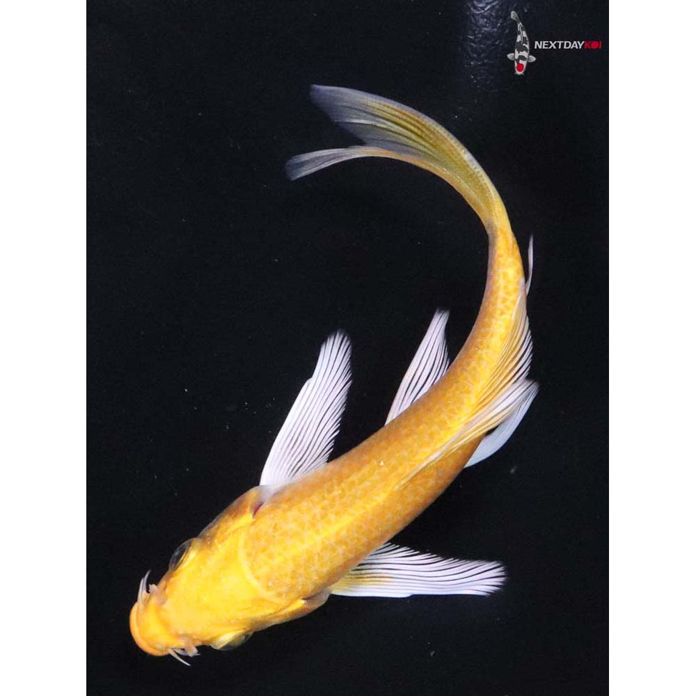 4.5” Imported Yamabuki Ogon Butterfly Koi