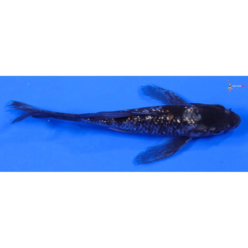 5.5” Imported Gin Rin Ochiba Shigure Butterfly Koi