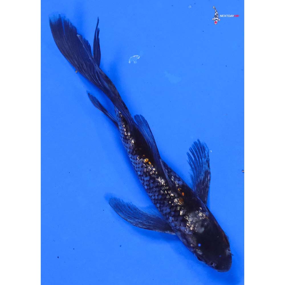 5.5” Imported Gin Rin Ochiba Shigure Butterfly Koi