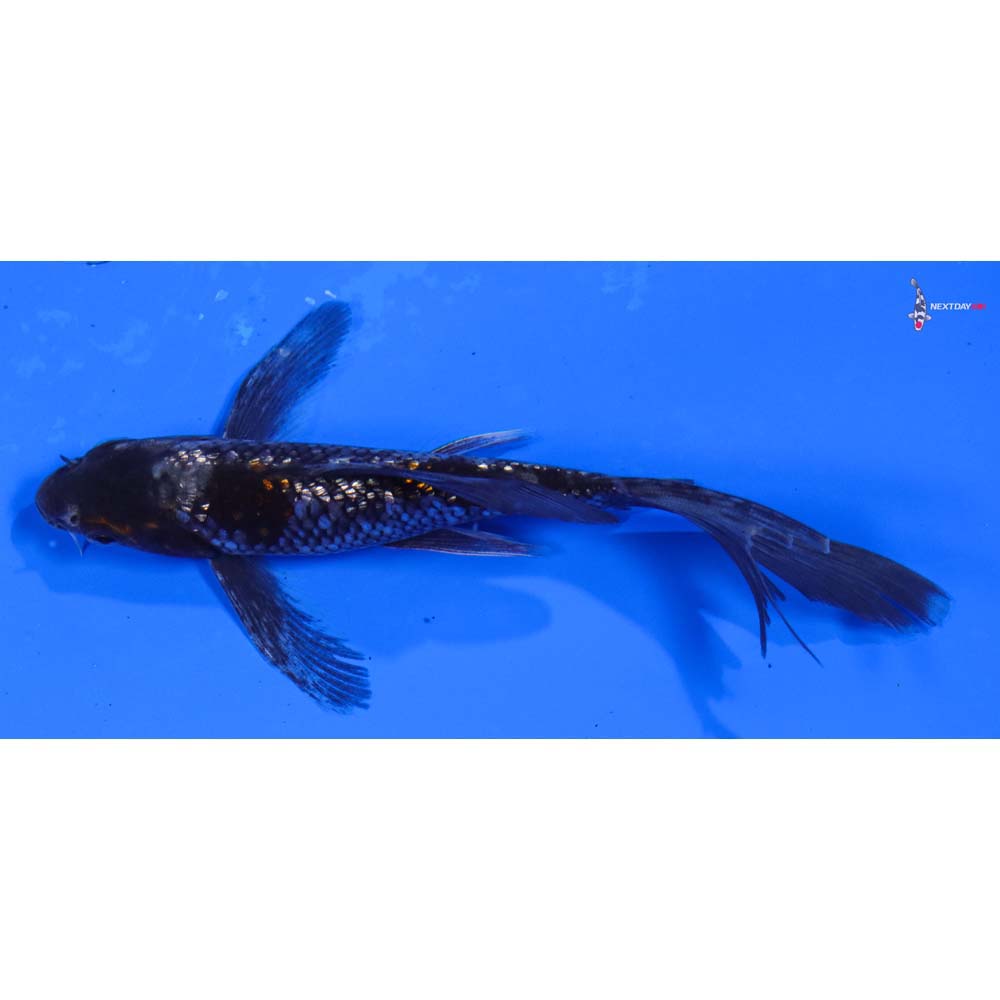 5.5” Imported Gin Rin Ochiba Shigure Butterfly Koi