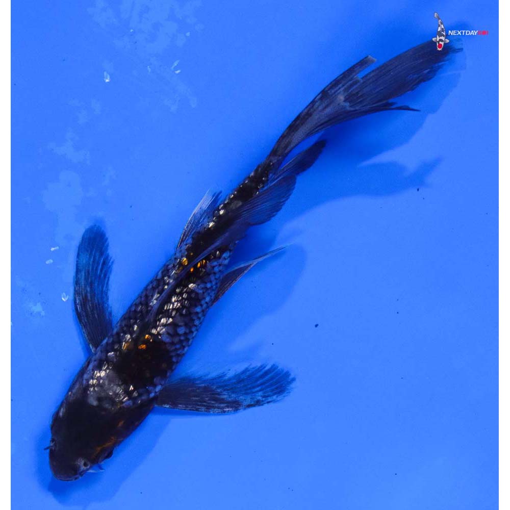 5.5” Imported Gin Rin Ochiba Shigure Butterfly Koi