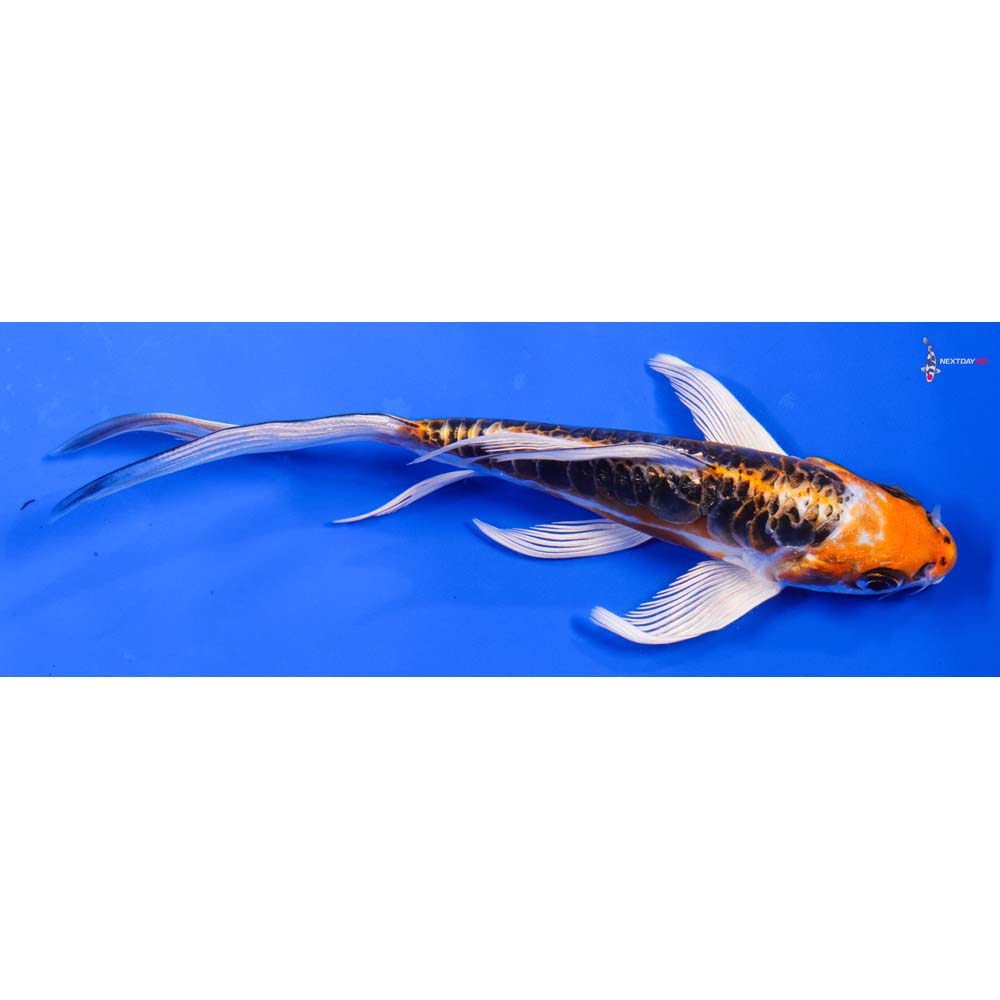 5.5” Imported Doitsu Kujaku Butterfly Koi