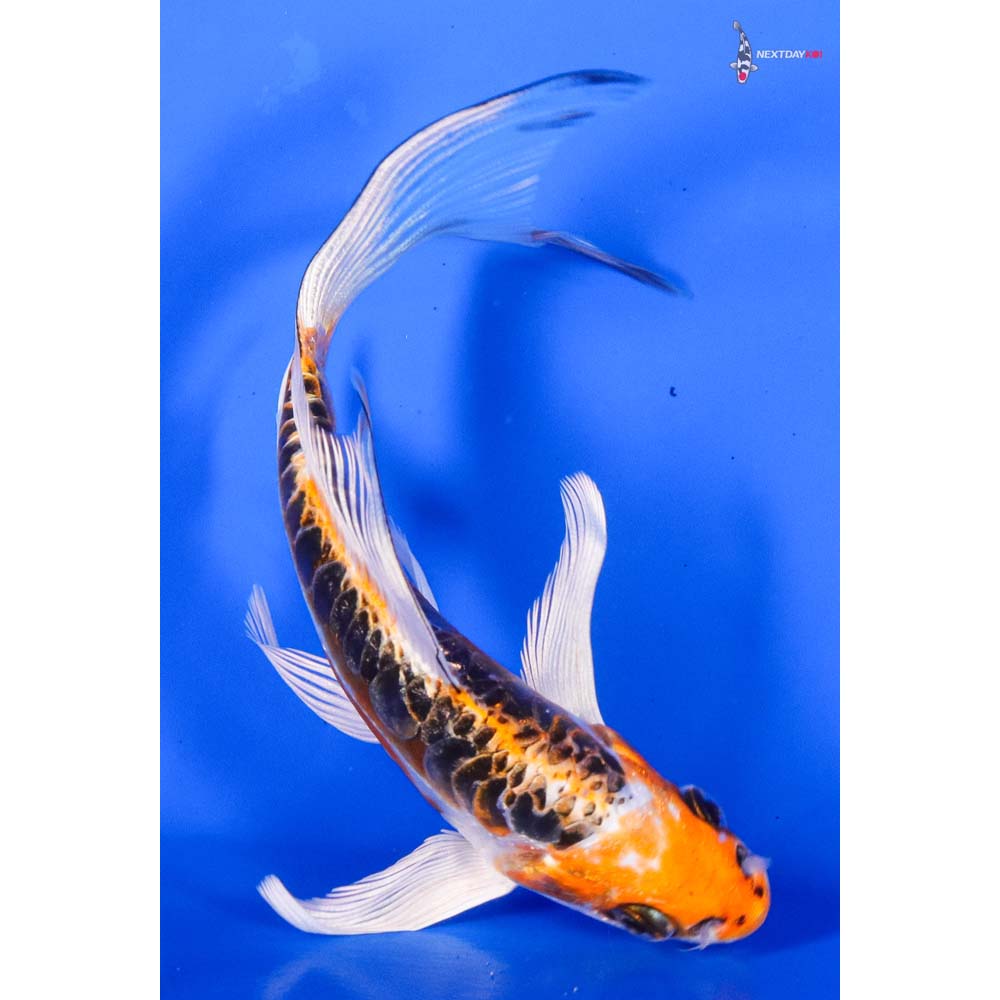 5.5” Imported Doitsu Kujaku Butterfly Koi