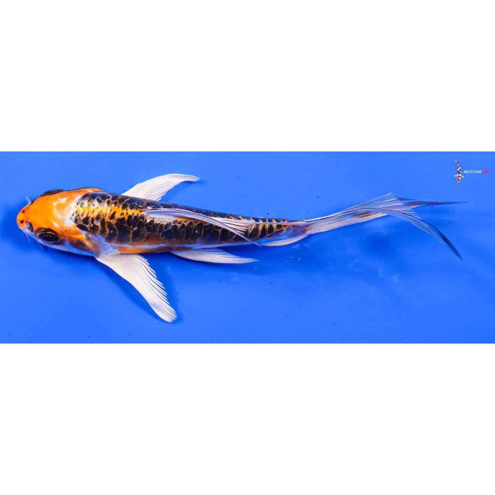 5.5” Imported Doitsu Kujaku Butterfly Koi