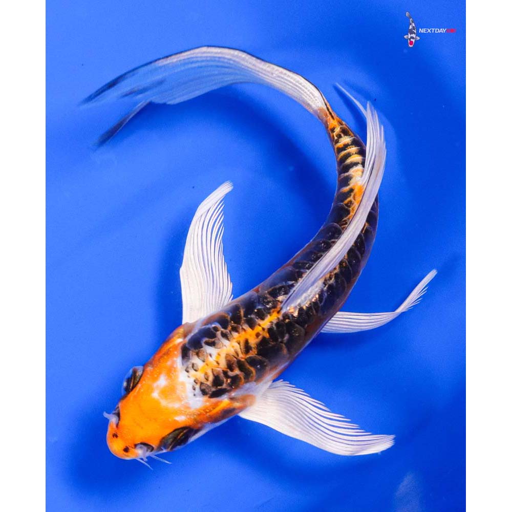 5.5” Imported Doitsu Kujaku Butterfly Koi