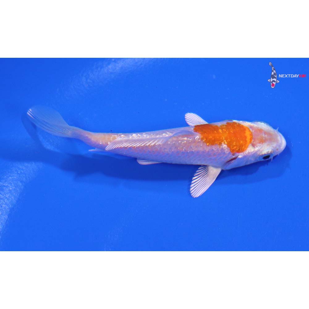 3” Imported Gin Rin Hariwake