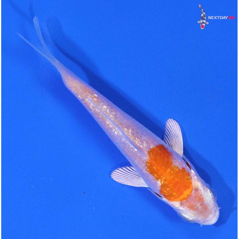 3” Imported Gin Rin Hariwake